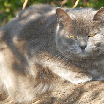 Photography titled "le chat de ste anne" by Martine Maury, Original Artwork, Non Manipulated Photography