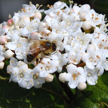 Photographie intitulée "l'abeille" par Martine Maury, Œuvre d'art originale, Photographie non manipulée