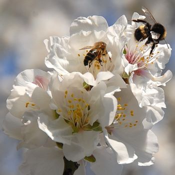 Photography titled "bourdon et abeille" by Martine Maury, Original Artwork, Non Manipulated Photography