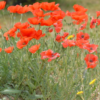 Photography titled "coquelicots" by Martine Maury, Original Artwork, Non Manipulated Photography