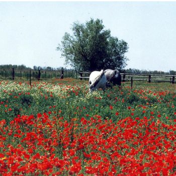 「chevaux dans champs…」というタイトルの写真撮影 Martine Mauryによって, オリジナルのアートワーク, 操作されていない写真