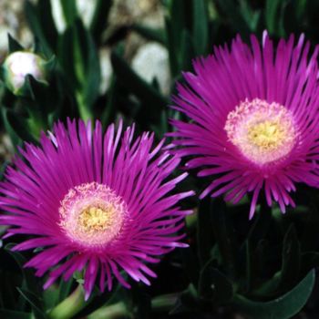 Photographie intitulée "Duo de fleurs" par Martine Maury, Œuvre d'art originale, Photographie non manipulée