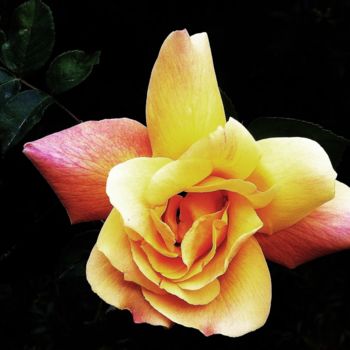 Fotografie mit dem Titel "la rose" von Martine Maury, Original-Kunstwerk, Nicht bearbeitete Fotografie