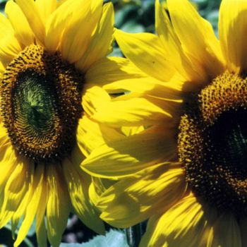 Photography titled "tournesol" by Martine Maury, Original Artwork, Non Manipulated Photography