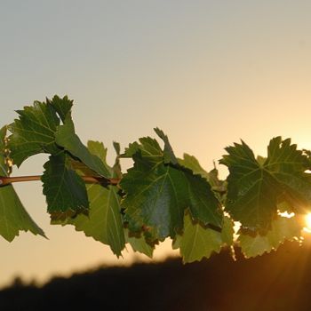 Photographie intitulée "sarment de vigne" par Martine Maury, Œuvre d'art originale, Photographie non manipulée