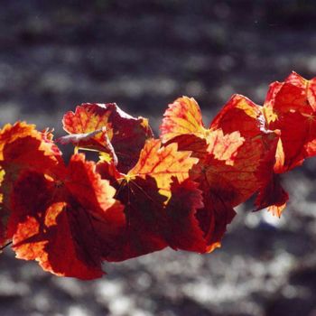 Photographie intitulée "vigne en rouge" par Martine Maury, Œuvre d'art originale, Photographie non manipulée