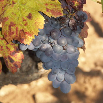 Photographie intitulée "soleil dans la vigne" par Martine Maury, Œuvre d'art originale, Photographie non manipulée