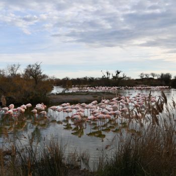 Photographie intitulée "Parc Ornithologique…" par Martine Maury, Œuvre d'art originale, Photographie numérique