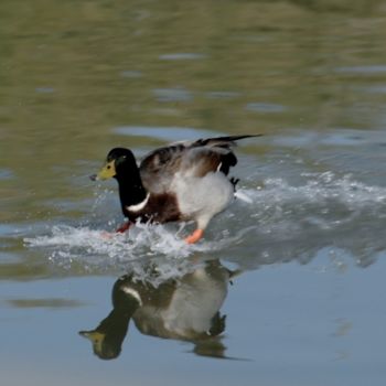 Photographie intitulée "mon canard" par Martine Maury, Œuvre d'art originale, Photographie non manipulée