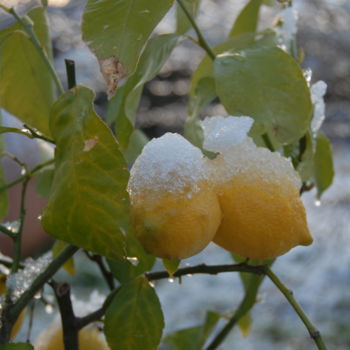Fotografia zatytułowany „citrons givrés” autorstwa Martine Maury, Oryginalna praca, Fotografia nie manipulowana