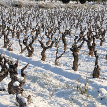 Photographie intitulée "sous la neige" par Martine Maury, Œuvre d'art originale, Photographie non manipulée