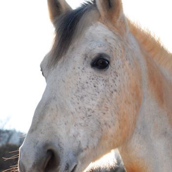 Photographie intitulée "le poney connemara" par Martine Maury, Œuvre d'art originale, Photographie non manipulée