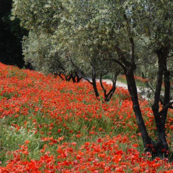 Photography titled "tapis de coquelicots" by Martine Maury, Original Artwork, Non Manipulated Photography