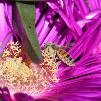 Photographie intitulée "abeille et carpobro…" par Martine Maury, Œuvre d'art originale, Photographie non manipulée