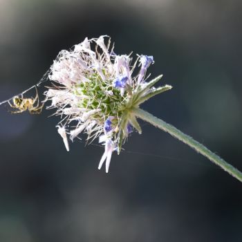 Photographie intitulée "fleur et araignée" par Martine Maury, Œuvre d'art originale, Photographie non manipulée