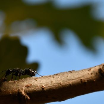 Photographie intitulée "la fourmi aussi est…" par Martine Maury, Œuvre d'art originale, Photographie non manipulée