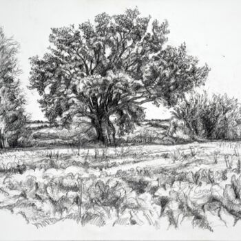 Drawing titled "Holding the ground." by Maxine Cameron, Original Artwork, Graphite