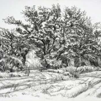 Drawing titled "Mature Oaks" by Maxine Cameron, Original Artwork, Graphite