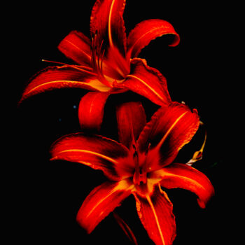 Fotografía titulada "Daylily - flowers p…" por Maxime Guengant, Obra de arte original, Fotografía digital