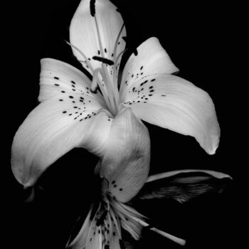 Fotografía titulada "Black & White Flowe…" por Maxime Guengant, Obra de arte original, Fotografía digital