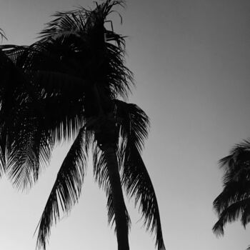 Photography titled "Black & White Palm…" by Maxime Guengant, Original Artwork, Digital Photography