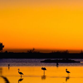 Fotografie mit dem Titel "Flamingos" von Maxime Guengant, Original-Kunstwerk, Digitale Fotografie