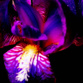 摄影 标题为“Purple Iris - Art W…” 由Maxime Guengant, 原创艺术品, 数码摄影