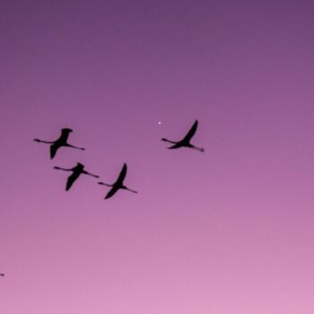 Photographie intitulée "Flamingos on a purp…" par Maxime Guengant, Œuvre d'art originale, Photographie numérique