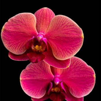 Photography titled "Divine Orchid - Pho…" by Maxime Guengant, Original Artwork, Digital Photography