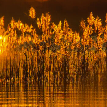 Photography titled "The Golden Reeds -…" by Maxime Guengant, Original Artwork, Digital Photography