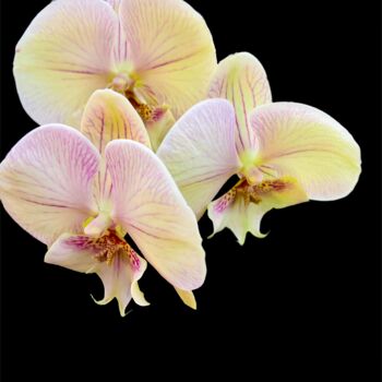 Photographie intitulée "Orchid trio - Photo…" par Maxime Guengant, Œuvre d'art originale, Photographie numérique
