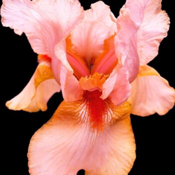 Photographie intitulée "The orange Iris" par Maxime Guengant, Œuvre d'art originale, Photographie numérique