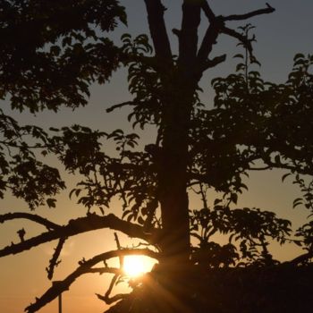 Photography titled "The pear tree" by Maxime Van Der Neut, Original Artwork