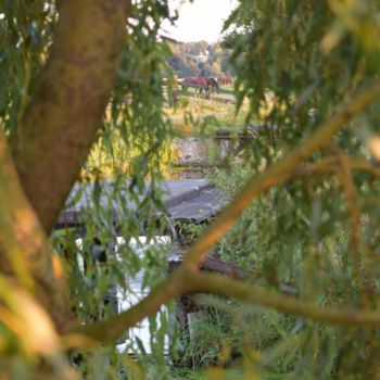 Photography titled "through the trees" by Maxime Van Der Neut, Original Artwork