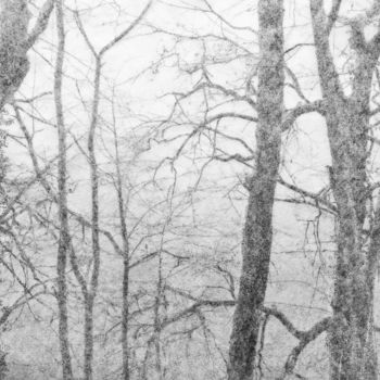 Photographie intitulée "Les arbres" par Maxime Tauban, Œuvre d'art originale, Photographie numérique Monté sur Carton
