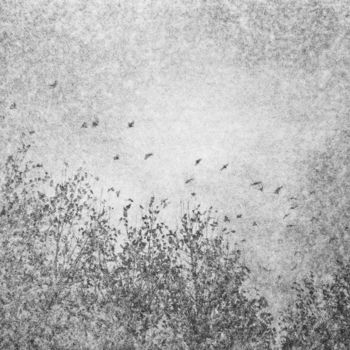 Fotografia intitolato "les oiseaux" da Maxime Tauban, Opera d'arte originale, Fotografia digitale Montato su Cartone