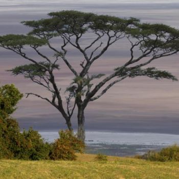 Arte digital titulada "Arbre en pays" por Max Parisot Du Lyaumont, Obra de arte original, Foto-montaje