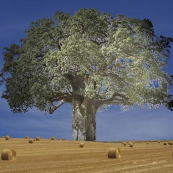 Digitale Kunst mit dem Titel "Baobab et champ de…" von Max Parisot Du Lyaumont, Original-Kunstwerk, Fotomontage