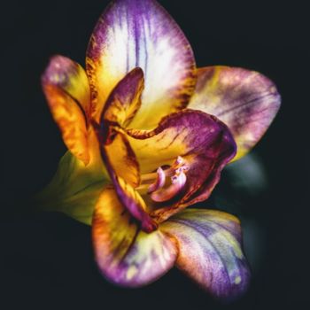 「Flower」というタイトルの写真撮影 Anna Fratoniによって, オリジナルのアートワーク