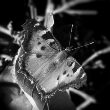 Fotografia intitolato ""Butterfly Right"" da Michael C Bertsch, Opera d'arte originale