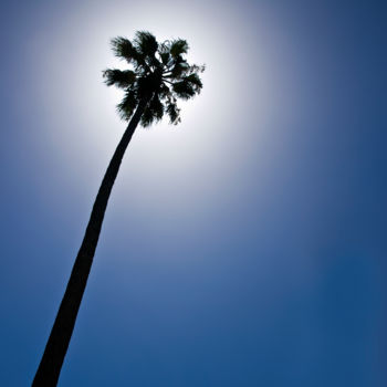 Photographie intitulée "Palm Tree" par William Attard Mccarthy, Œuvre d'art originale, Photographie numérique