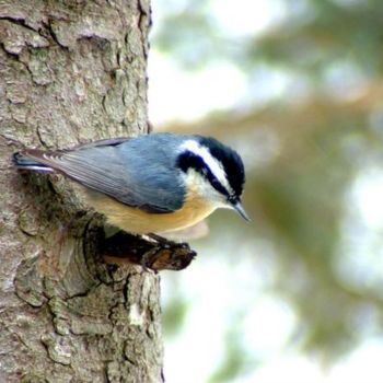 Photography titled "Redbreasted Nuthatch" by James Mckenney, Original Artwork