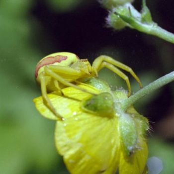 Photography titled "Big Yellow Spider" by James Mckenney, Original Artwork