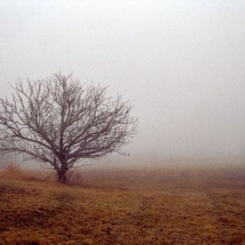 Photographie intitulée "Foggytrees" par James Mckenney, Œuvre d'art originale