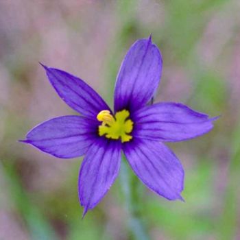 Photography titled "Purple flower" by James Mckenney, Original Artwork