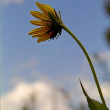 摄影 标题为“Blackeyed Susan” 由James Mckenney, 原创艺术品