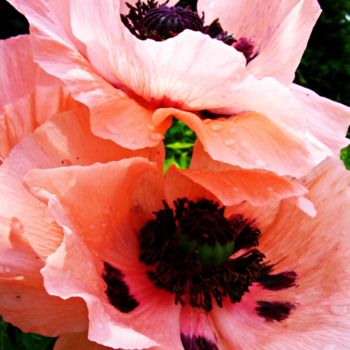 Fotografia zatytułowany „Pink poppies IV” autorstwa Paola De Giovanni, Oryginalna praca