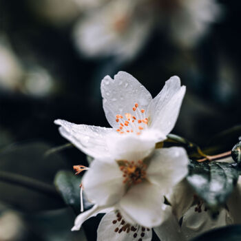 Photographie intitulée "Fleur de buisson de…" par Melancholya, Œuvre d'art originale, Photographie numérique