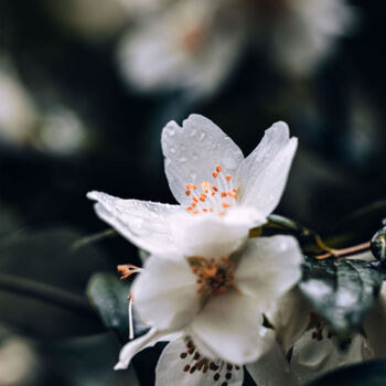 Fotografia intitolato "Fleur de buisson de…" da Melancholya, Opera d'arte originale, Fotografia digitale