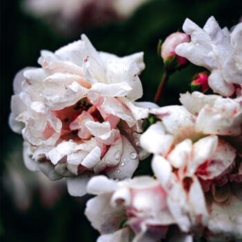 Photographie intitulée "Les roses sauvages" par Melancholya, Œuvre d'art originale, Photographie numérique